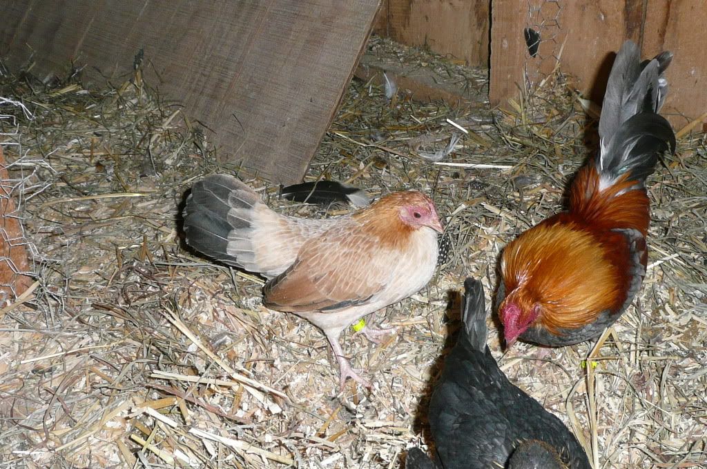 blue wheaton oegb cock and wheaton oegb pullet BackYard Chickens